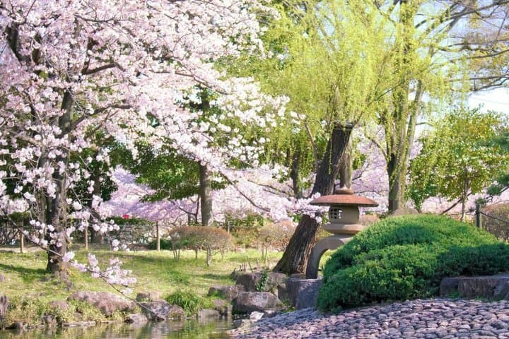 Nagoya Sakura Tour — photo 8