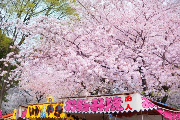Nagoya Sakura Tour — photo 6