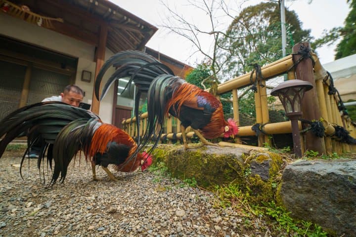 Takachiho Gorge Train Sea of Clouds Amano Iwato Shrine and Cave — photo 15