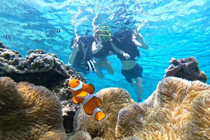 [Miyako Island/Half Day] Sea Turtle Snorkeling — photo 11