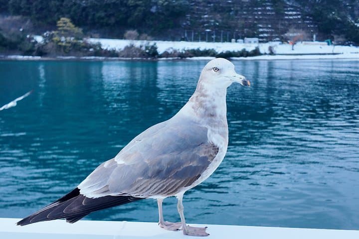 Kyoto/Osaka: Amanohashidate & Ine Funaya & Ine Bay Day Tour — photo 8