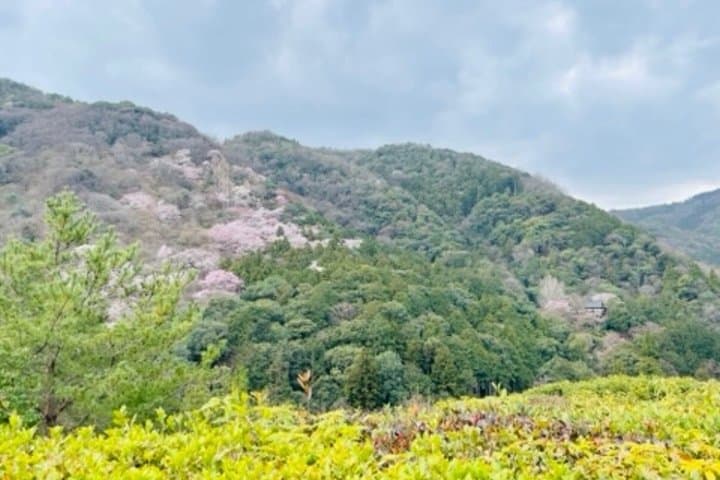 Kyoto Personalized Experience Design Your Own Private Tour — photo 10