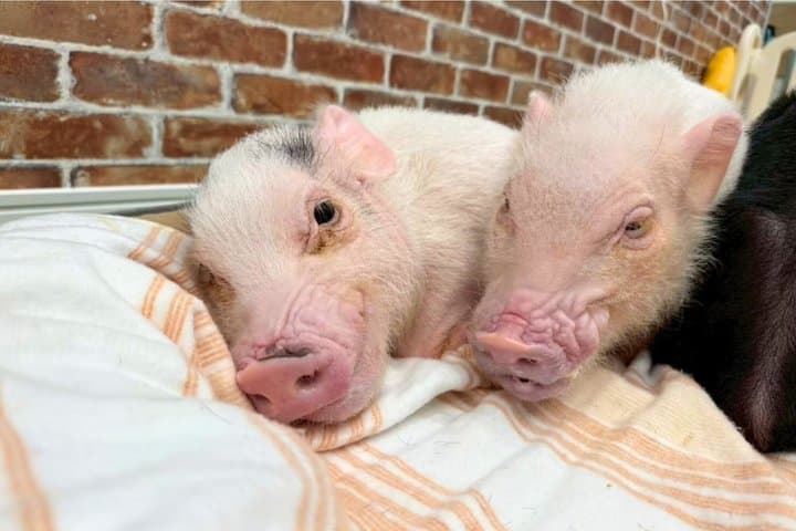 30-Minute Osaka Micro Pig Interaction Experience at Buta Goya — photo 4