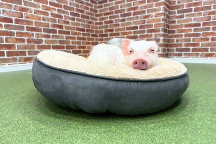 30-Minute Osaka Micro Pig Interaction Experience at Buta Goya — photo 6