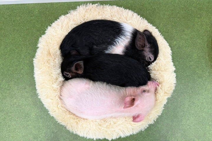 30-Minute Osaka Micro Pig Interaction Experience at Buta Goya — photo 5