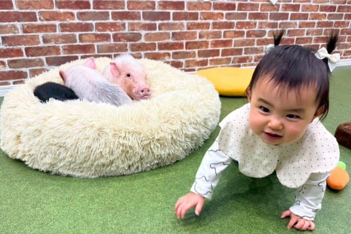 30-Minute Osaka Micro Pig Interaction Experience at Buta Goya — photo 17