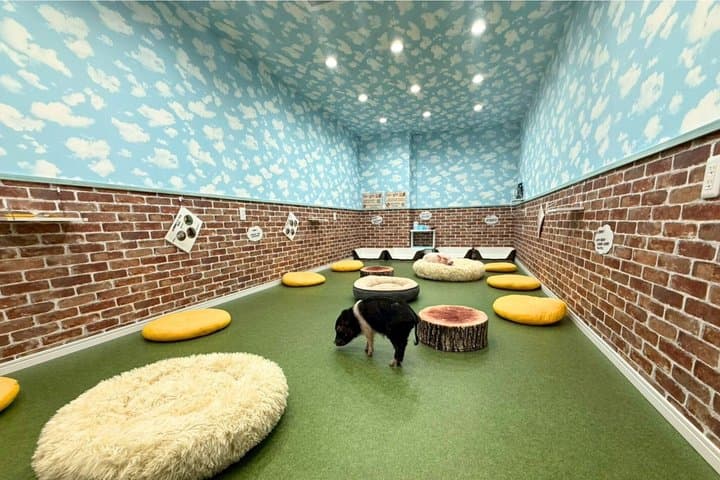 30-Minute Osaka Micro Pig Interaction Experience at Buta Goya — photo 18