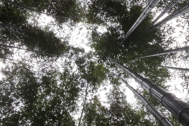 Kyoto Essential Tour with Fushimi Inari and Bamboo Grove — photo 3