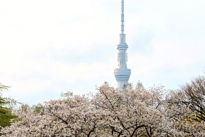 Flower viewing tour in Spring