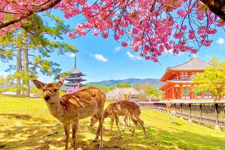 Nara and Uji Day Trip with Deer Park from Osaka — photo 2