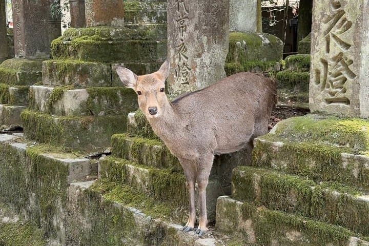 Nara Private Car Tour - Deer, Great Buddha & Optional Uji — photo 1