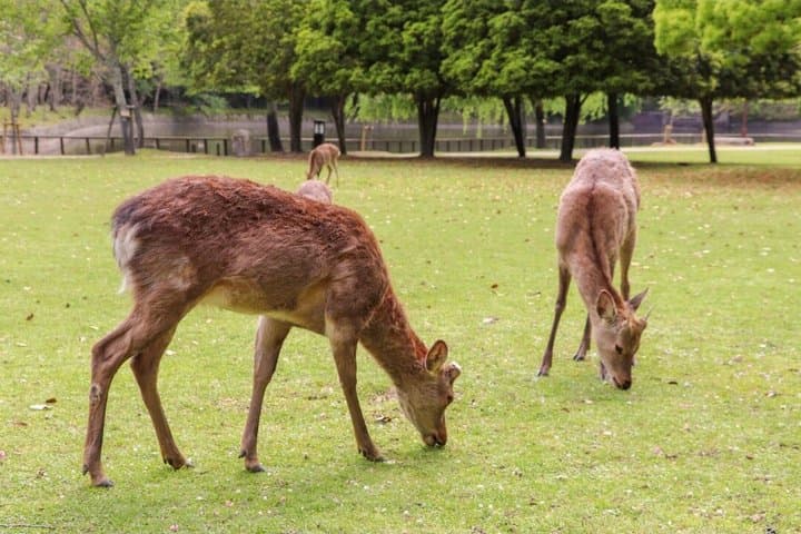 Nara Private Car Tour - Deer, Great Buddha & Optional Uji — photo 4