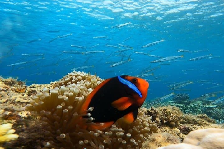 【 100% PRIVATE 】Okinawa Blue Cave Adventure FREE PHOTOs included — photo 11