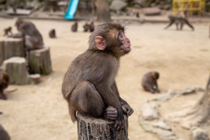 6 Hours Discovery Hells of Beppu and Local Culture — photo 8