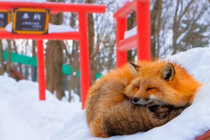 2-Day Tohoku Tour Zao Snow Monsters and Ginzan Onsen — photo 8