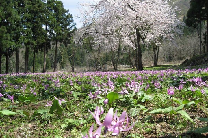 Enjoy Spring Ephemerals with a Guide — photo 2