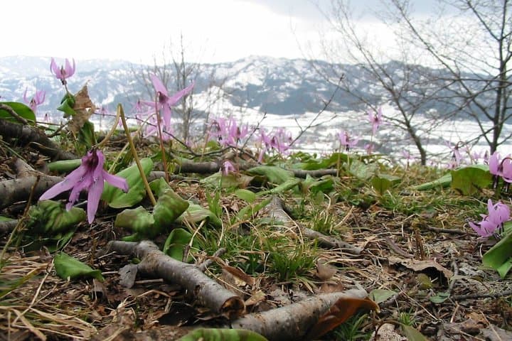 Enjoy Spring Ephemerals with a Guide — photo 3