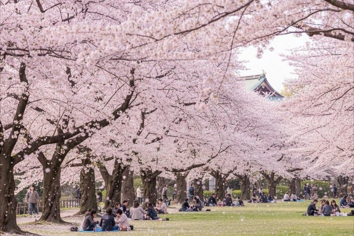 Tokyo Sakura Picnic Relaxing Hanami with Gourmet Bento and Photos — photo 5