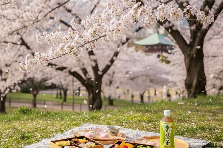 Tokyo Sakura Picnic Relaxing Hanami with Gourmet Bento and Photos — photo 6