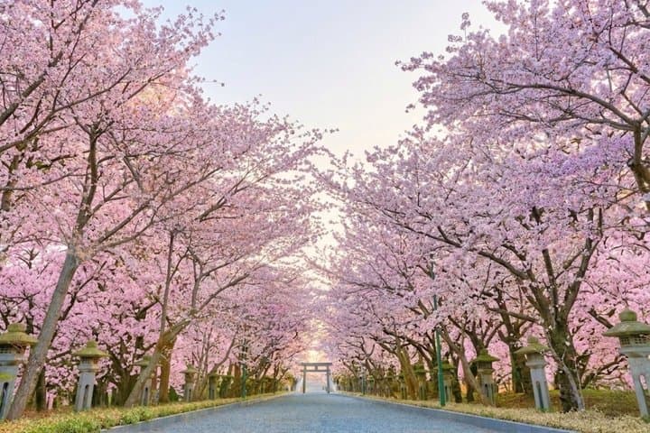 Hokkaido Shrine and Otaru Highlight 1 Day Tour from Sapporo