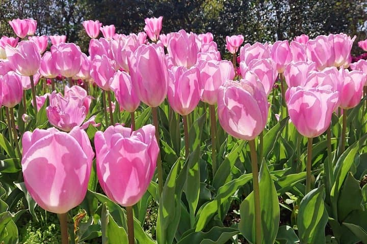 Kochi Monets Garden Tour Marmottanan Makino Botanical Garden — photo 2