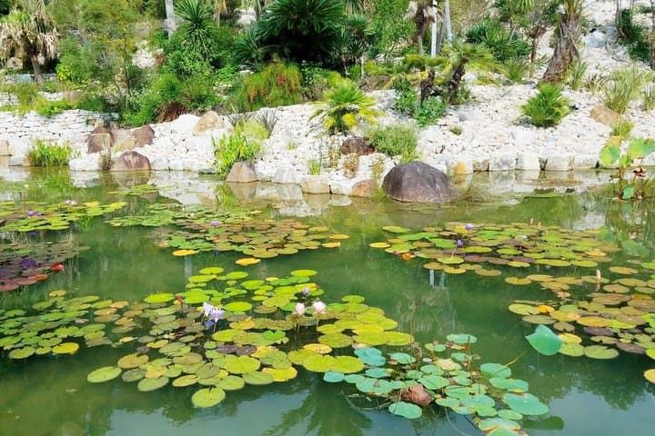 Kochi Monets Garden Tour Marmottanan Makino Botanical Garden — photo 3