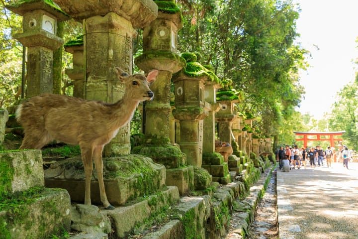 Kyoto & Nara Highlights: Private Alphard Tour with Guide & Driver — photo 5