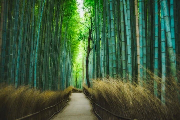 Luxury Kyoto Private Alphard Tour Arashiyama Kinkaku-ji Inari — photo 3