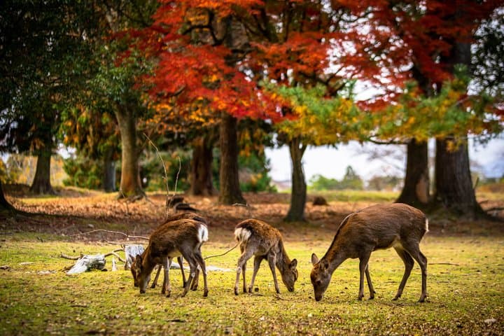 Private Alphard Tour: Nara Highlights with Guide & Driver — photo 3