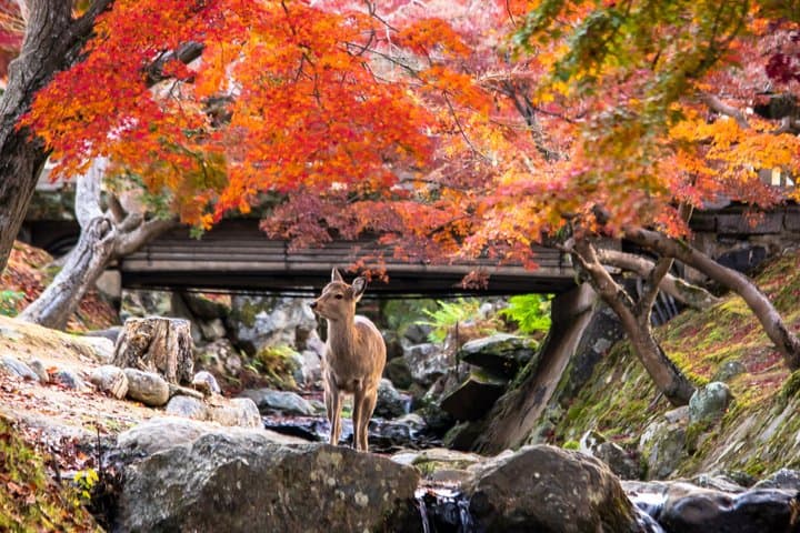 Private Alphard Tour: Nara Highlights with Guide & Driver — photo 4