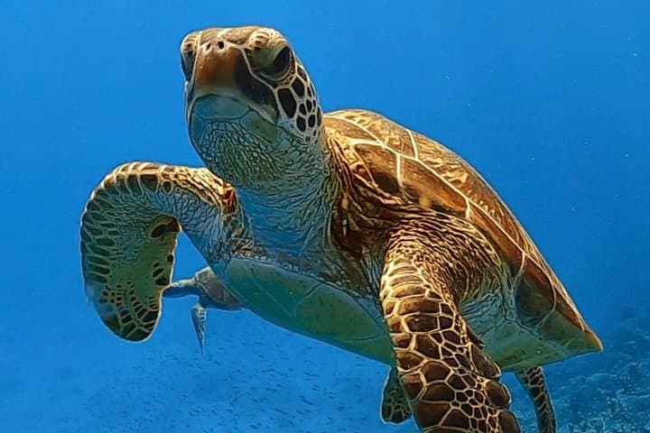 Explore Sesoko Island with Private Snorkeling Tour — photo 4