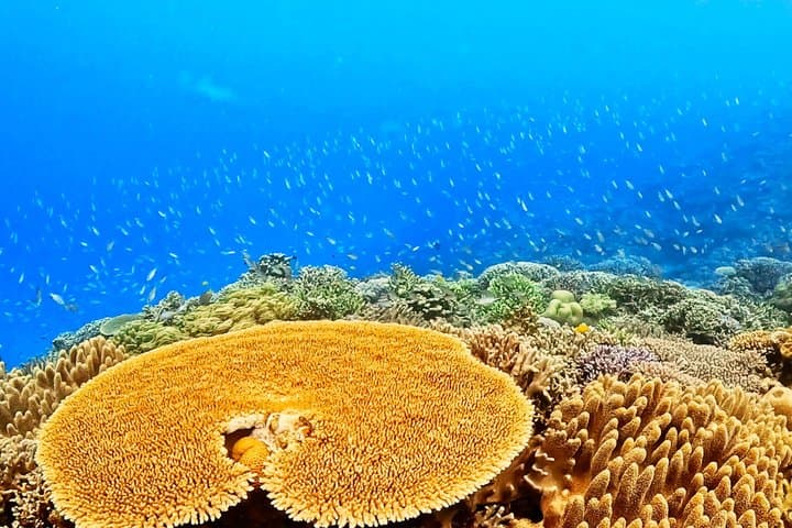 Explore Sesoko Island with Private Snorkeling Tour — photo 19