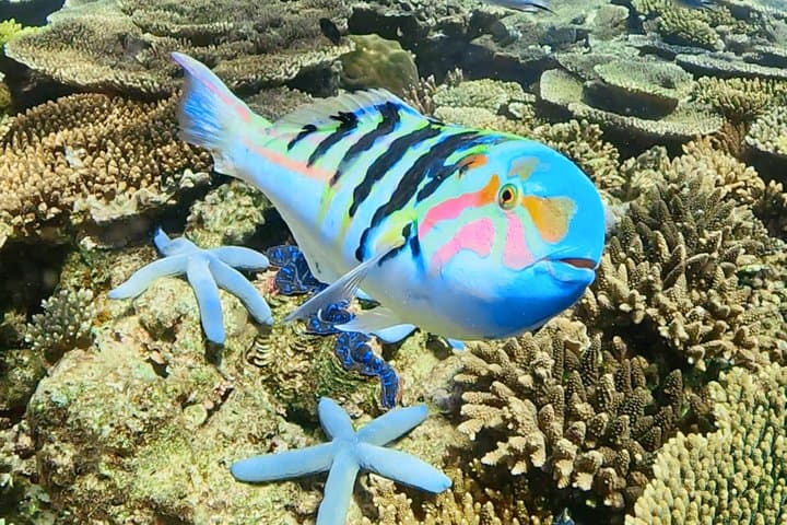 Explore Sesoko Island with Private Snorkeling Tour — photo 6