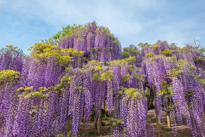 From Tokyo Ashikaga and Hitachi Seaside Park Day Trip — photo 3