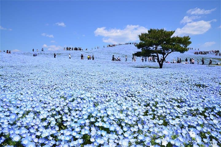 From Tokyo Ashikaga and Hitachi Seaside Park Day Trip — photo 5