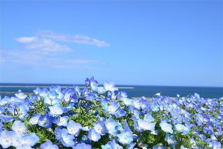 From Tokyo Ashikaga and Hitachi Seaside Park Day Trip — photo 2
