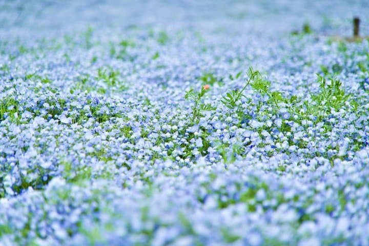 From Tokyo Ashikaga and Hitachi Seaside Park Day Trip — photo 8