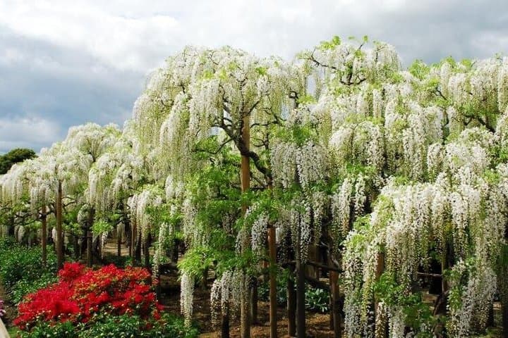 From Tokyo Ashikaga and Hitachi Seaside Park Day Trip — photo 9