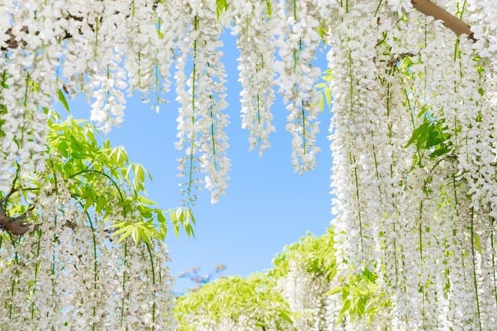 From Tokyo Ashikaga and Hitachi Seaside Park Day Trip — photo 7