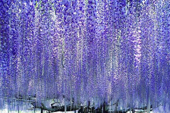 From Tokyo Ashikaga and Hitachi Seaside Park Day Trip — photo 12