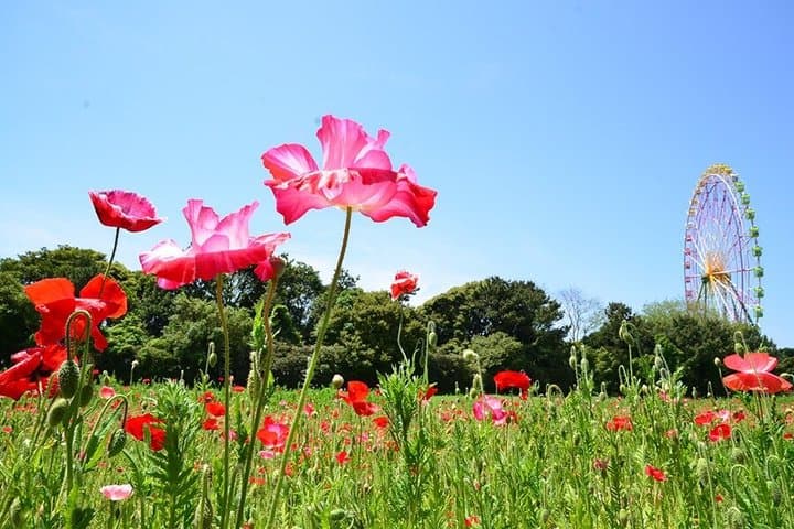 From Tokyo Ashikaga and Hitachi Seaside Park Day Trip — photo 14