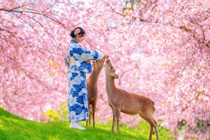 Kyoto and Nara UNESCO Highlights Full-day Tour From Osaka — photo 1