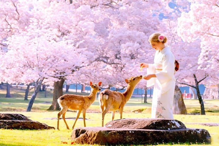 Kyoto and Nara UNESCO Highlights Full-day Tour From Osaka — photo 4