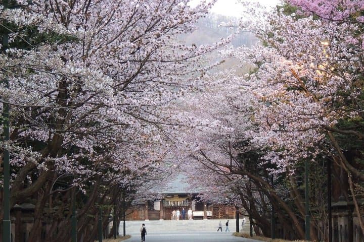 Hokkaido Day Tour in Cape Kamui and Shiroi Koibito Park — photo 15