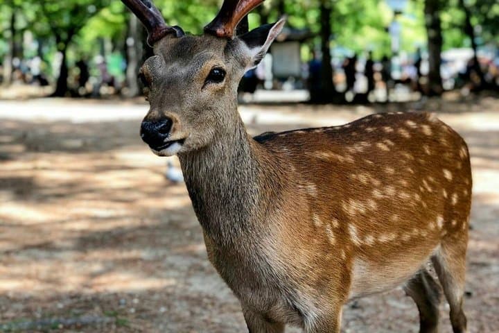 Kyoto & Nara customizeable Luxury Private Day Tour Driver Guide — photo 7