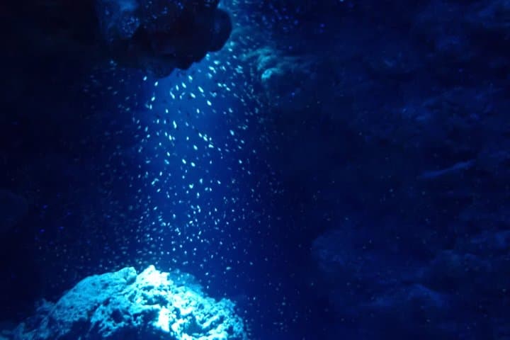 【Okinawa・Ishigaki Island】Night Diving Tour — photo 3