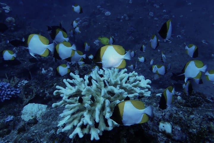 【Okinawa・Ishigaki Island】Night Diving Tour — photo 4