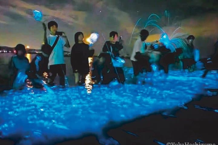 From Osaka: Awaji Island Blue Glow Sea Firefly Night Tour — photo 13