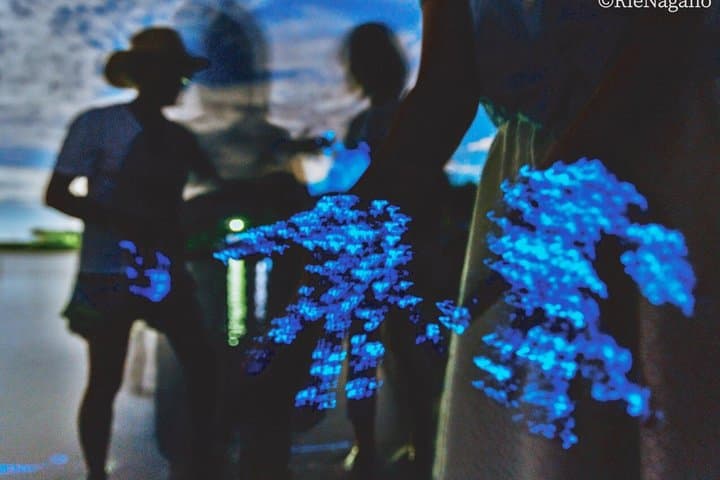 From Osaka: Awaji Island Blue Glow Sea Firefly Night Tour — photo 11