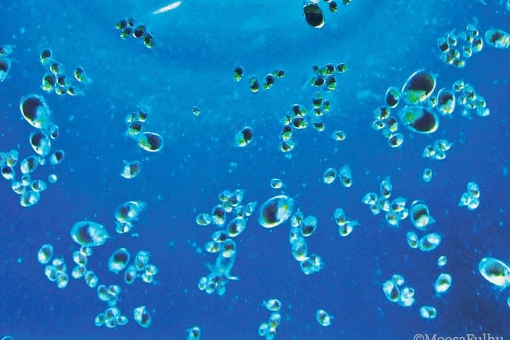 From Osaka: Awaji Island Blue Glow Sea Firefly Night Tour — photo 10